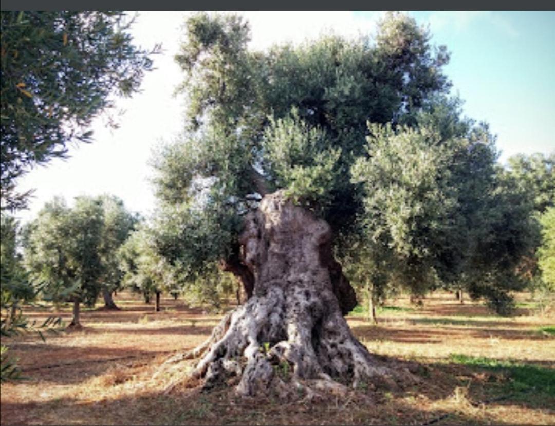 Room In Bb - Stunning Quadruple Room In Ancient Masseria Near The Sea In A Quiet Olive Trees Ostuni Exterior photo